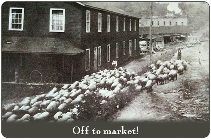 Farmers drive sheep through town, highlighting an important agricultural export of yesteryear.