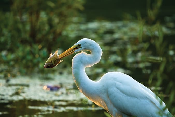 A great egret catches a meal along the banks of Cherokee Lake in Rogersville, Tennessee after patiently waiting and without moving.