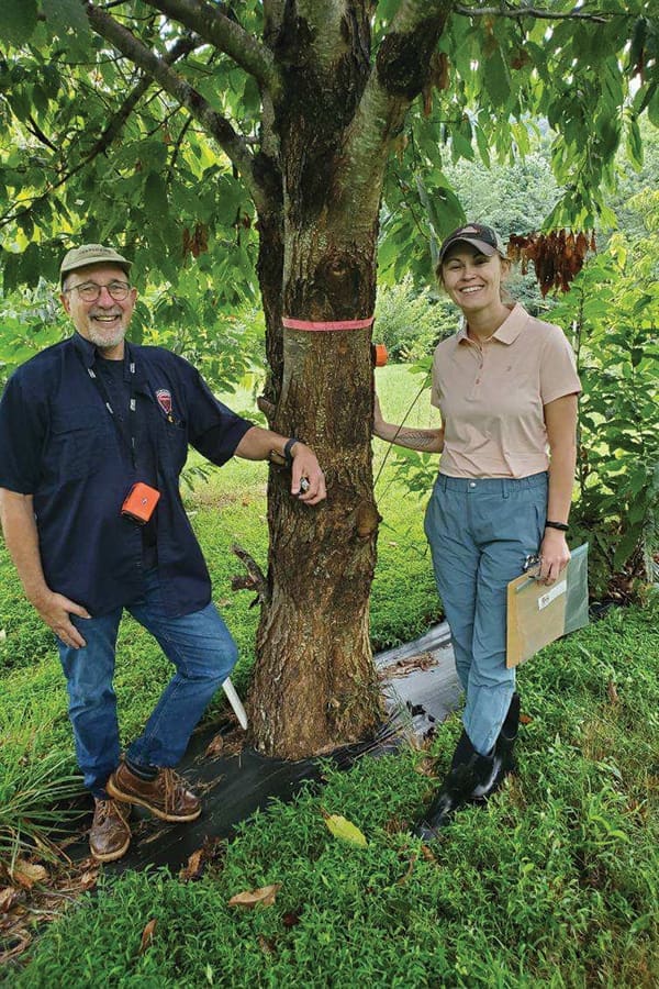 Scrivani and TACF Director of Science Implementation Cassie Stark stand in front of Gladys, a 25-year-old American chestnut showing good blight resistance.