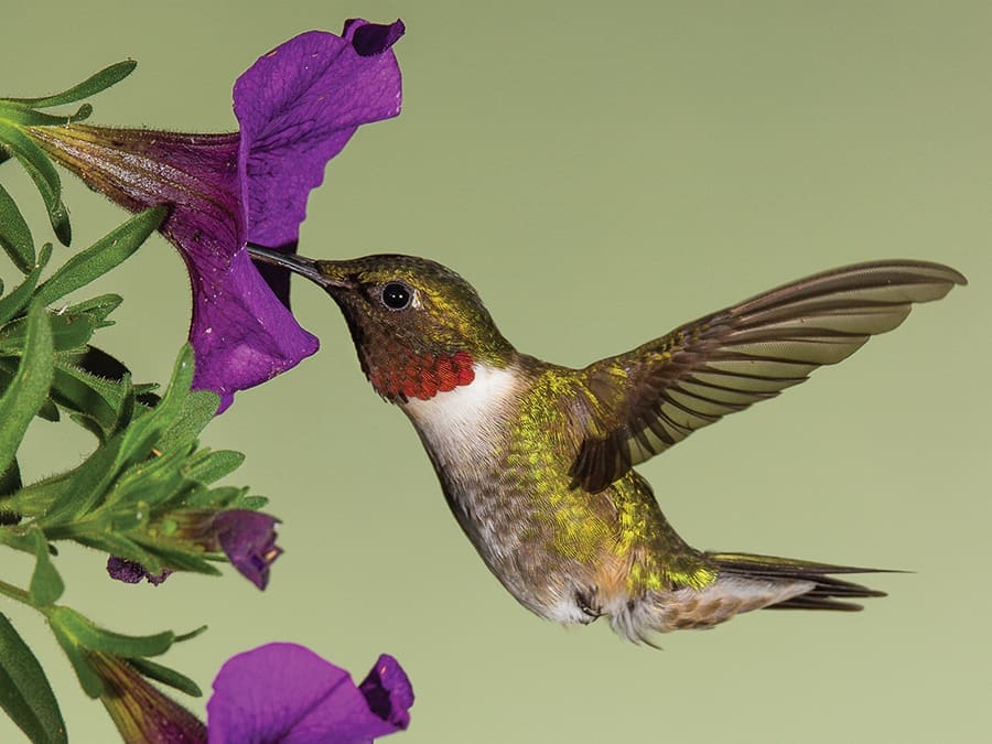 A loud humming sound is heard. The sound is close to that of a bumblebee but much deeper and stronger.  Nearby, a tiny green bird is darting in an erratic manner from flower to flower. Stopping, backing up, moving side to side, the ruby-throated hummingbird finally stops and hovers near a petunia, before injecting his long tongue into the flower.  In only a brief time, he laps up the nectar by using what amounts to a micro-pump tongue. He then retracts his tongue into a special groove, which wraps the tongue around his skull.