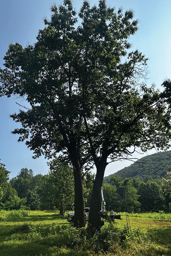Forty-five-year-old grafts of two large surviving Americans, Thompson and Ragged Mountain, in the American orchard at Lesesne.