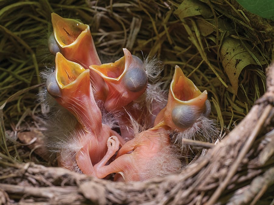 In a low tree among the honeysuckle, bathed by dappled lighting, is a nest made of twigs, dry grasses and mud. Inside the nest is a brood of four little ones waiting for the mother robin to return with the nourishment they eagerly seek. The American robin is a signal of spring in the mountains.
