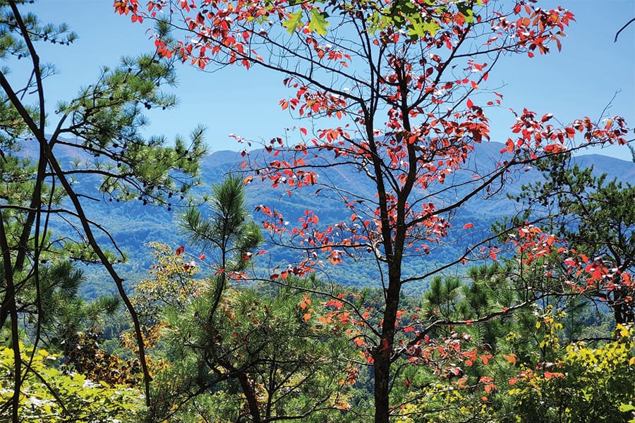 Chestnut Top Trail follows a ridge crest amongst hardwood and pine forests with cove and mountain views.
