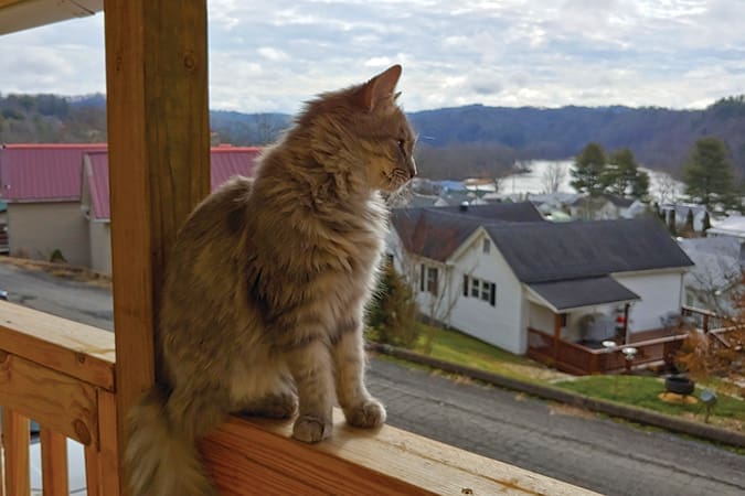 A neighborhood cat admires the flow of the New River as it winds through Fries.