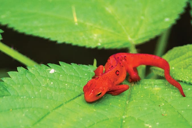 A juvenile eastern newt crawls along springtime green leaves at Laurel Run Park in Church Hill, Tennessee. With age, the newt’s orange color will turn to dark green.