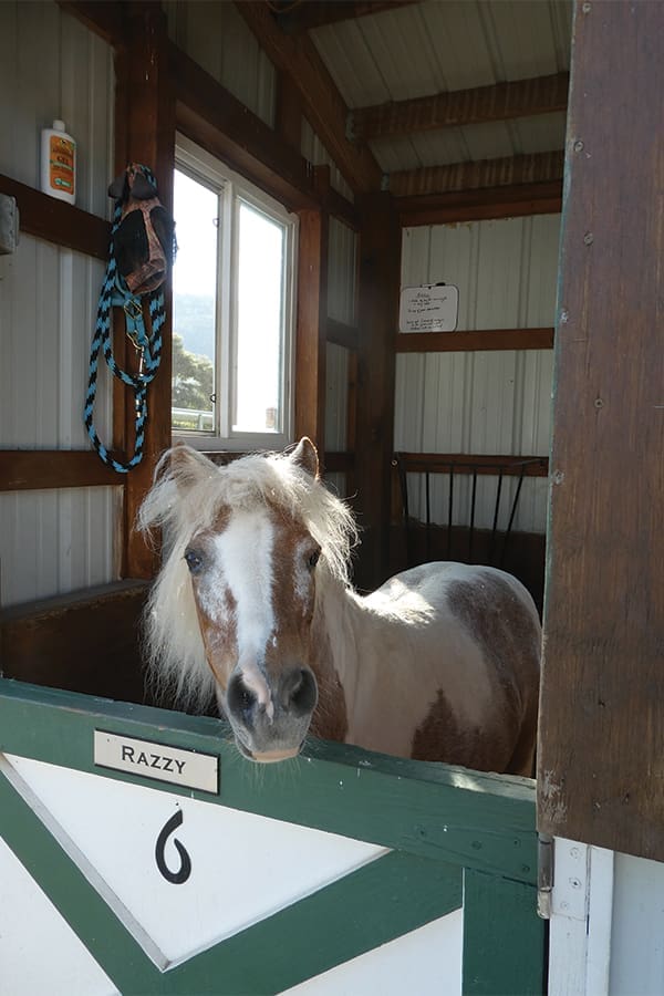 Razzy, who has been at EMES two years, waits for the morning shift of volunteers. Most equines spend each night in their own stall or larger shared areas.