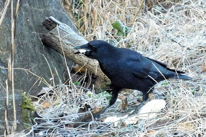 One of the backyard crows enjoys a bit of bread.