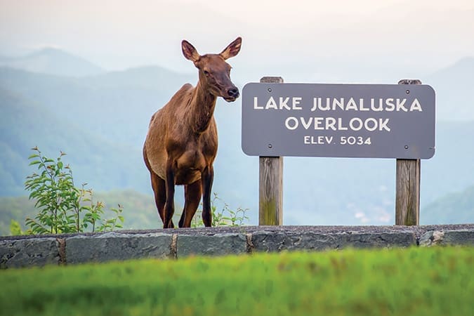A curious elk investigates the Lake Junaluska Overlook sign on Heintooga Ridge Road, a spur adjacent to the Blue Ridge Parkway near Cherokee, North Carolina.