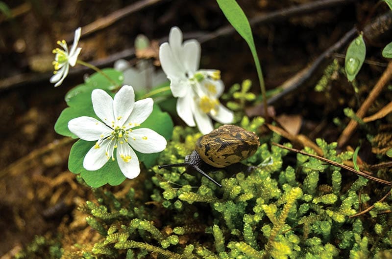 On a mossy forest floor, a snail slowly inches toward a cluster of delicate Hepatica flowers.   Photo by Joshua Moore