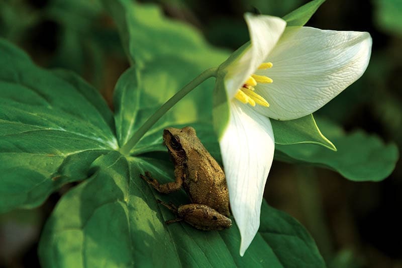 A freshly bloomed trillium growing on a mountainside in northeastern Tennessee offers shelter to a small frog. Photo by Joshua Moore
