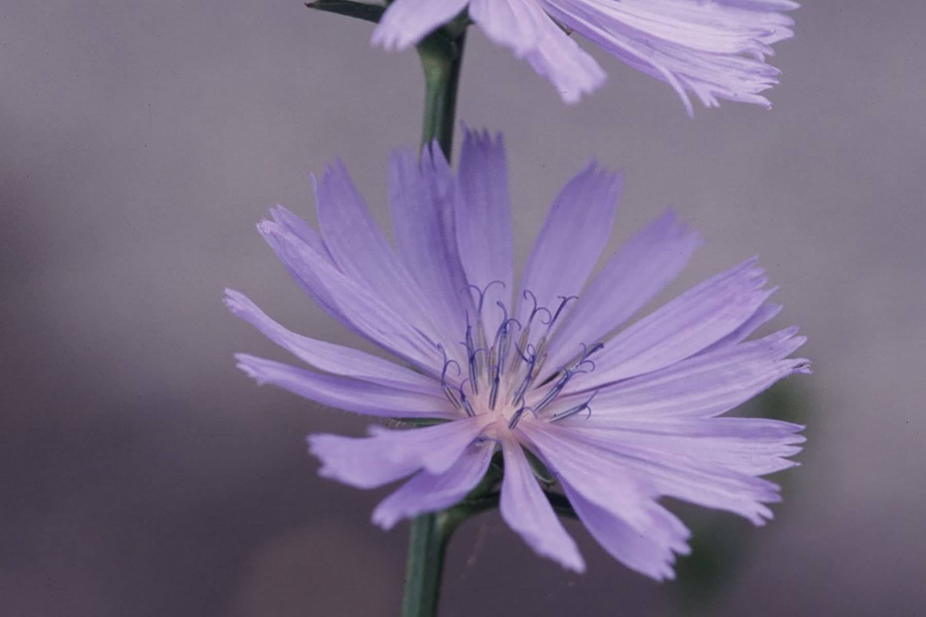 Chicory. Credit Joe Cook and Monica Sheppard